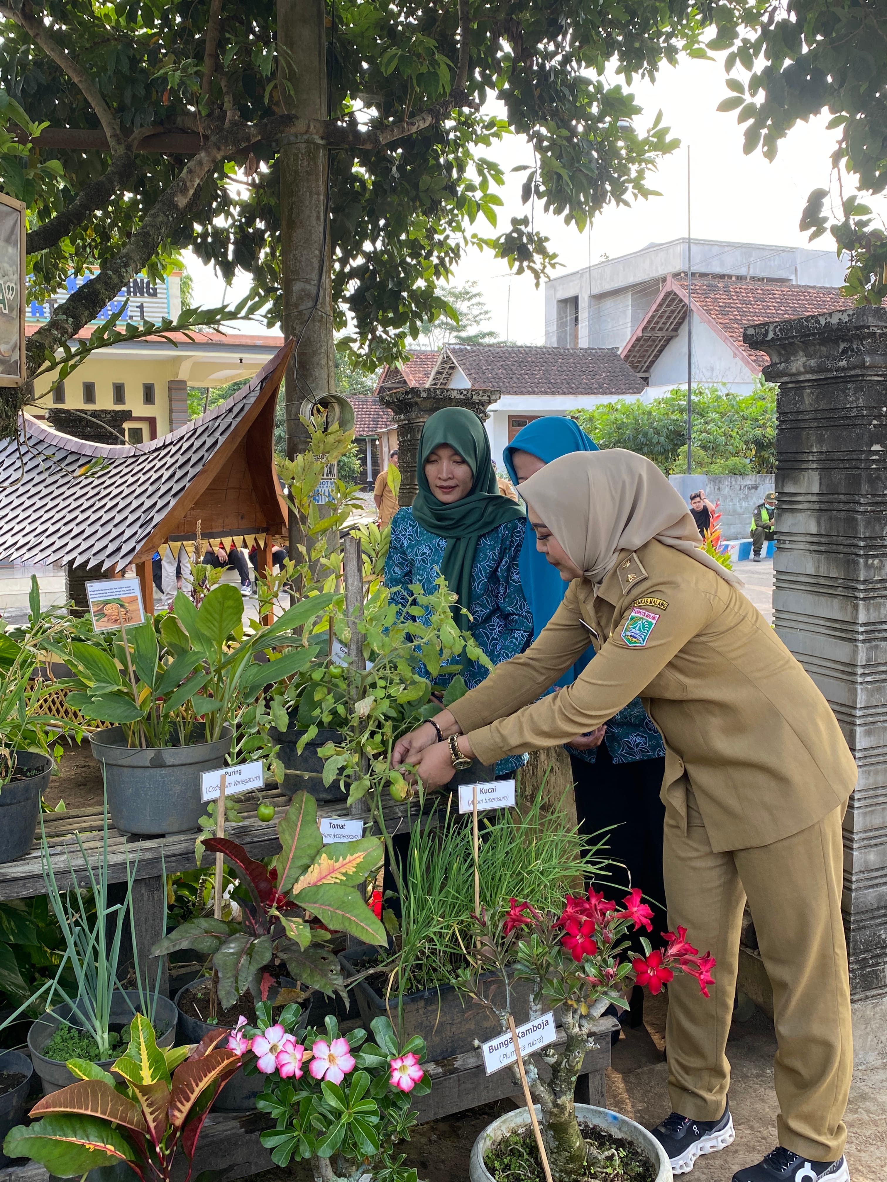 Dukungan pemerintah oleh Kepala Desa Senggreng pada kelompok Asuhan Tanaman Obat Keluarga (Asman Toga).