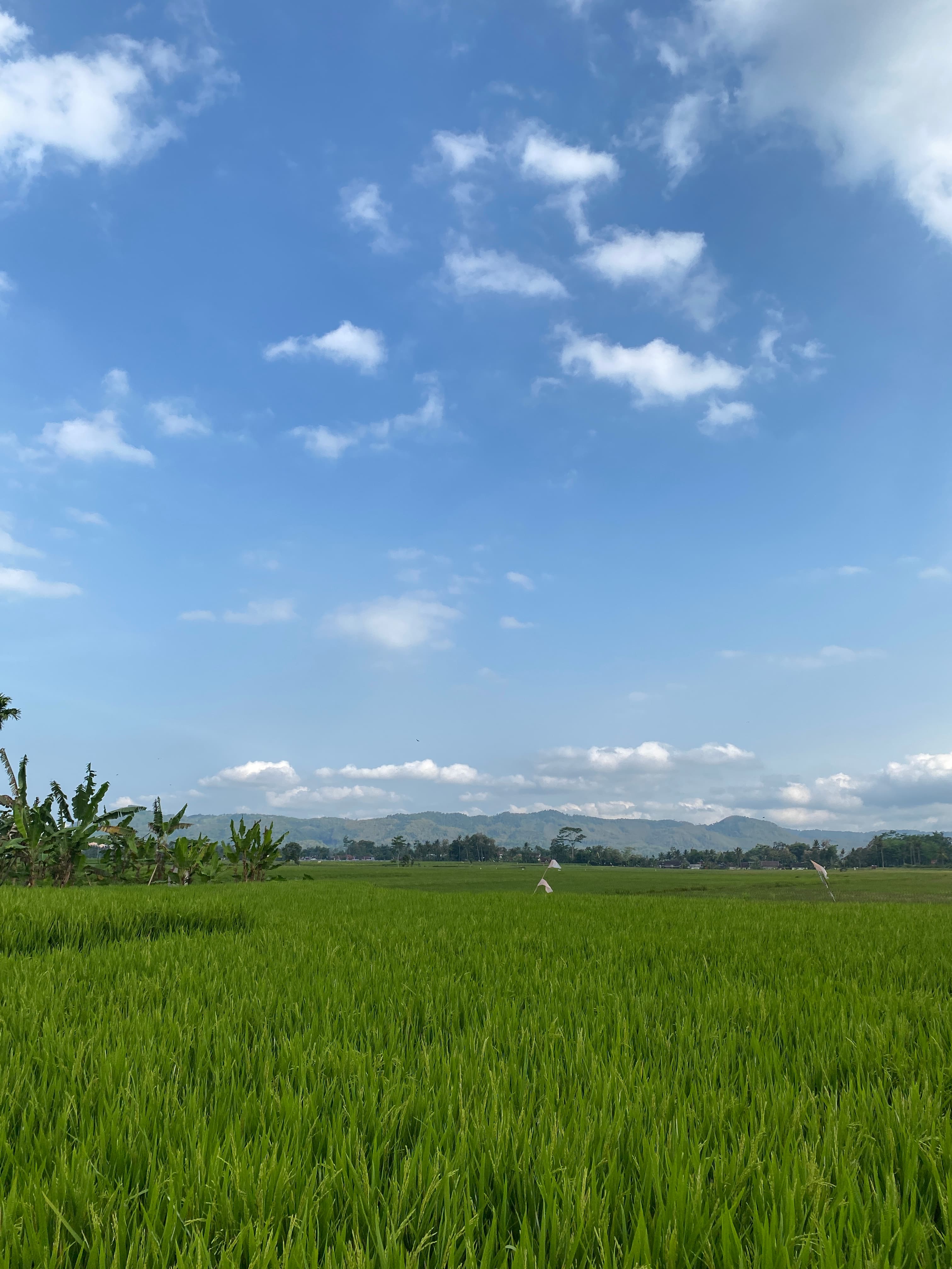 Bentangan sawah di tanah Desa Senggreng yang subur sehingga memberikan hasil pertanian berkualitas.